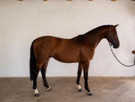 Kivételes 3 éves KWPN mén | 168 cm | Kimagasló díjugrató reménység