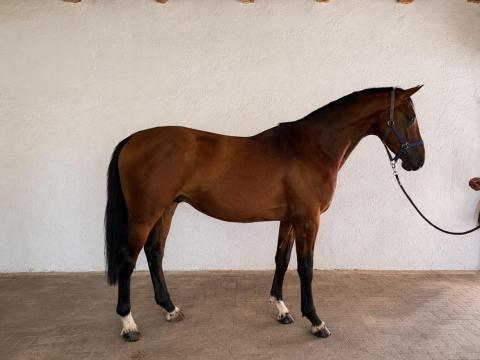 Kivételes 3 éves KWPN mén | 168 cm | Kimagasló díjugrató reménység Kivételes 3 éves KWPN mén | 168 cm | Kimagasló díjugrató reménység