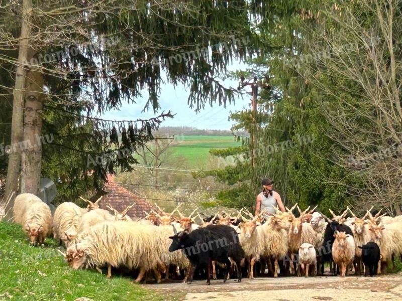 Racka juhok,  anya,  kos,  jerke,  egész nyáj eladó