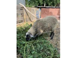 Eladó 8 hónapos nőivarú bárány