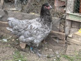 Australorp jércék eladók