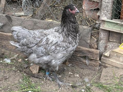 Australorp jércék eladók Australorp jércék eladók