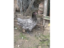 Australorp jércék eladók
