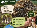 Bio Makói tavaszi fokhagyma