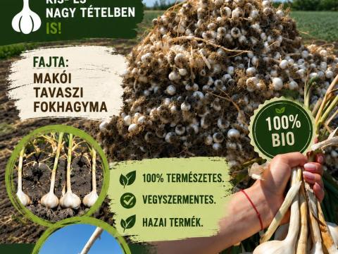 Bio Makói tavaszi fokhagyma Bio Makói tavaszi fokhagyma
