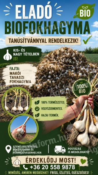 Bio Makói tavaszi fokhagyma
