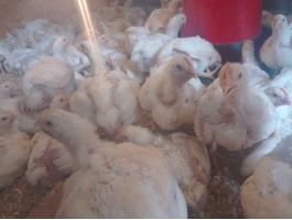 Húshibrid fehér csirke napos 1 hetes, 2 hetes és 1 kg előnevelt is