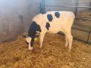 Bika borjúk holstein-fríz