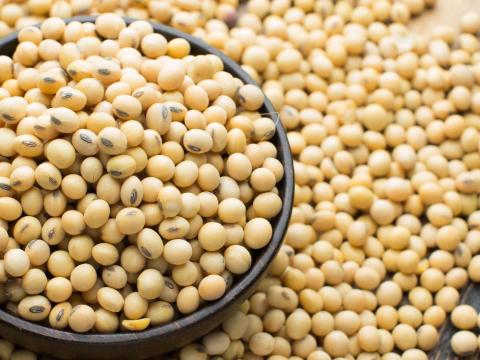 ÁRON ALUL,  REMEK VÉTEL Rhizonat Extra oltóanyag 10 kg eladó