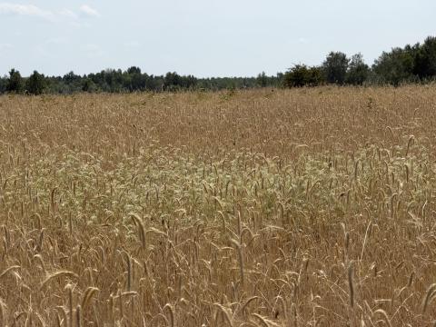 Ökológiai rozs lábon eladó Ökológiai rozs lábon eladó