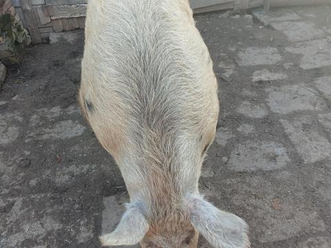 Kan disznó