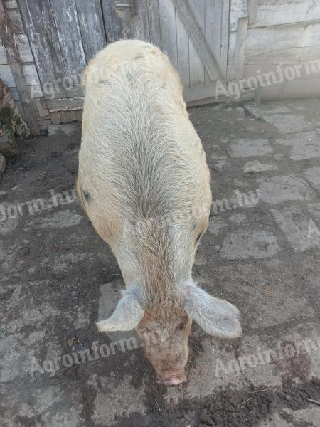 Kan disznó