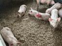 10 hetes malacok eladóak! 25+ kilósak. Topigs x hypor maxter húsdisznók