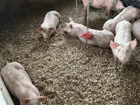 10 hetes malacok eladóak! 25+ kilósak. Topigs x hypor maxter húsdisznók 10 hetes malacok eladóak! 25+ kilósak. Topigs x hypor maxter húsdisznók