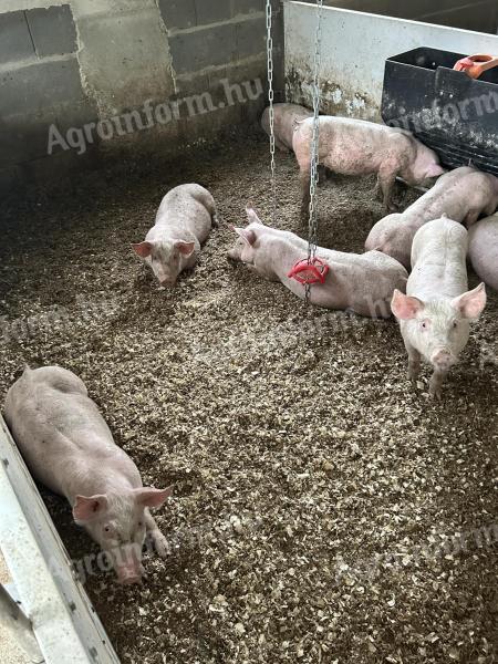10 hetes malacok eladóak! 25+ kilósak. Topigs x hypor maxter húsdisznók