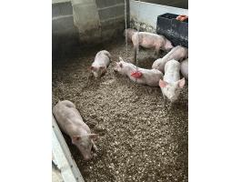 10 hetes malacok eladóak! 25+ kilósak. Topigs x hypor maxter húsdisznók