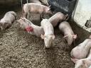 10 hetes malacok eladóak! 25+ kilósak. Topigs x hypor maxter húsdisznók