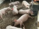 10 hetes malacok eladóak! 25+ kilósak. Topigs x hypor maxter húsdisznók
