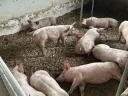 10 hetes malacok eladóak! 25+ kilósak. Topigs x hypor maxter húsdisznók