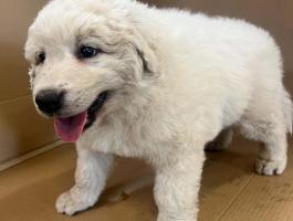 Kuvasz jellegű kiskutyák