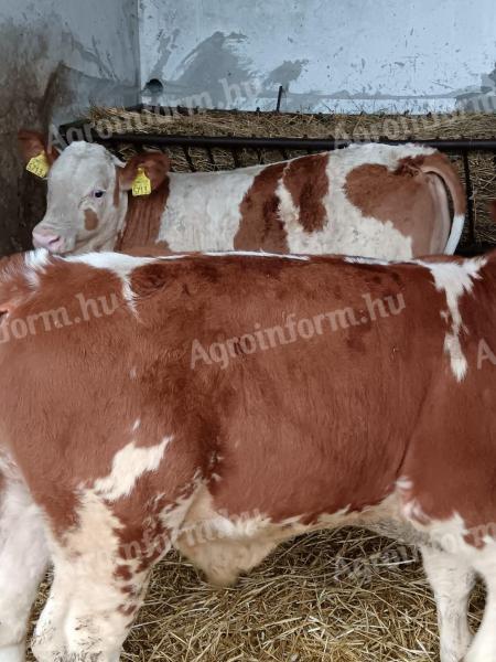 Borjú,  Bika Borjú eladó