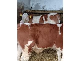 Borjú,  Bika Borjú eladó