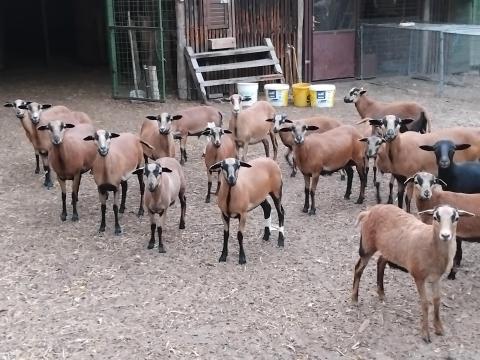 Kameruni birkák eladók Kameruni birkák eladók