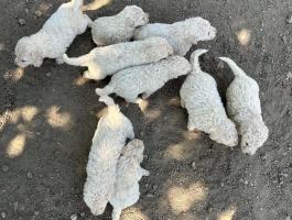 Kuvasz kölykök
