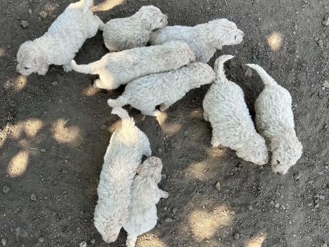 Kuvasz kölykök Kuvasz kölykök