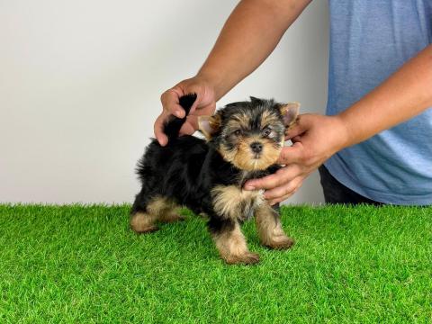 Törzskönyves Yorkshire terrier Yorki kiskutya Törzskönyves Yorkshire terrier Yorki kiskutya