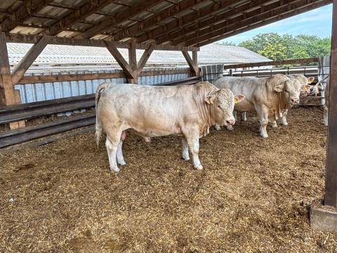 Charolais tenyészbikák eladók Charolais tenyészbikák eladók