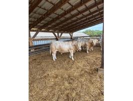Charolais tenyészbikák eladók