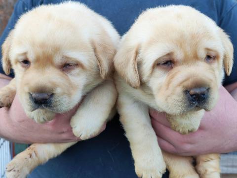Labrador 8 hetes kölykök, vegyes ivarban elvihetők Labrador 8 hetes kölykök, vegyes ivarban elvihetők