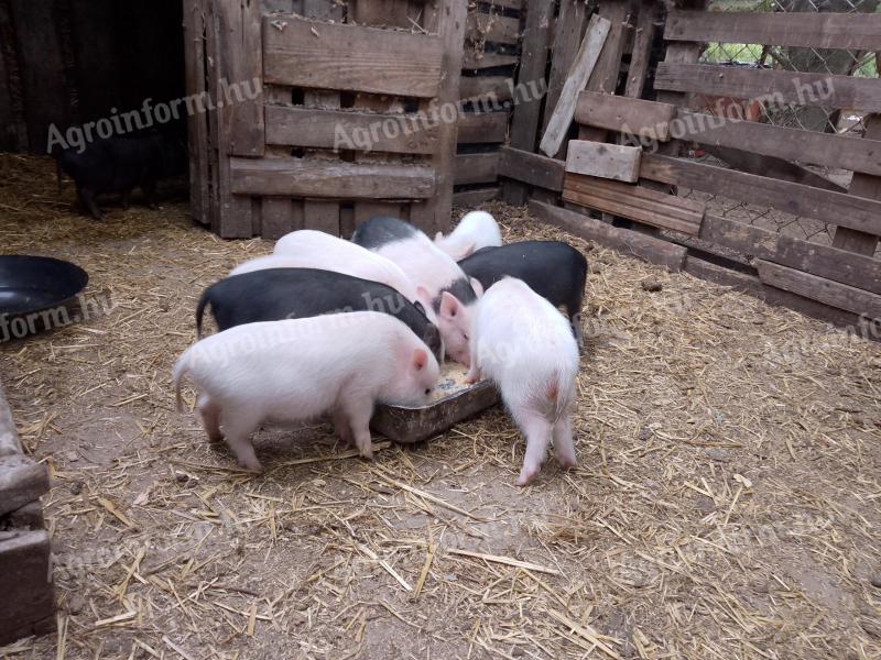 Eladó 7 db vietnámi keverék kis malac vegyes ivarban