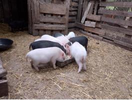Eladó 7 db vietnámi keverék kis malac vegyes ivarban