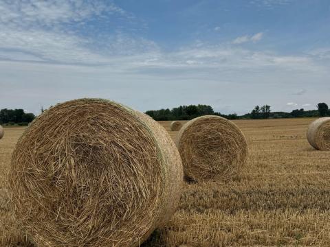 Idei búza és tritikálé szalma Idei búza és tritikálé szalma