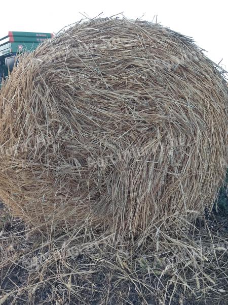Kalászos búza szalmabála