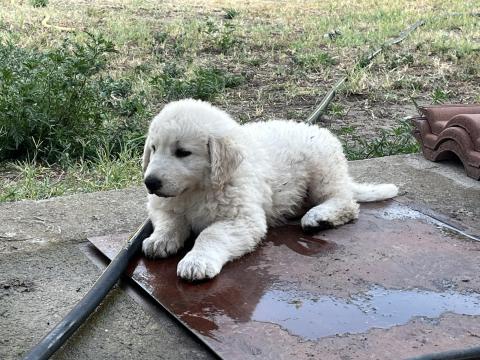 Fajtatiszta jellegű kuvasz kiskutyák Fajtatiszta jellegű kuvasz kiskutyák