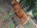 Eladó bikaborjak