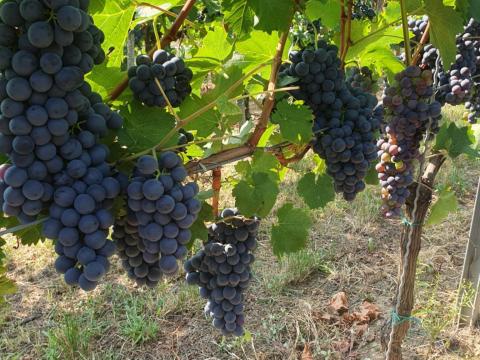 Oportó, Kékfrankos, Merlot Villányból Oportó, Kékfrankos, Merlot Villányból