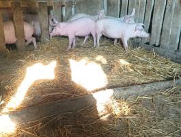 Topigs malacok eladók!