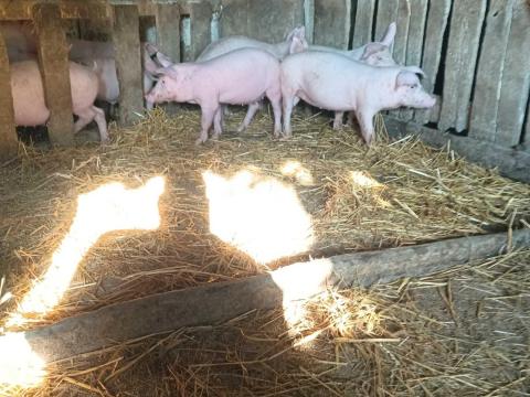 Topigs malacok eladók! Topigs malacok eladók!