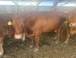 Eladó Limousin állomány