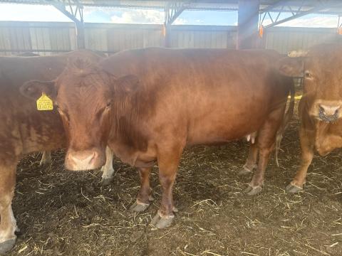 Eladó Limousin állomány Eladó Limousin állomány