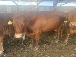 Eladó Limousin állomány