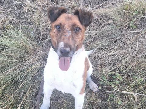 Törzskönyves foxterrier kan Törzskönyves foxterrier kan