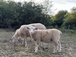Berrichon du Cher keresztezett kos bárányok
