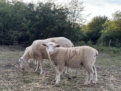 Berrichon du Cher keresztezett kos bárányok Berrichon du Cher keresztezett kos bárányok