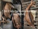 4-5-hónapos kecskék eladók 3mas iker ellésből és 2-es ellésből valók