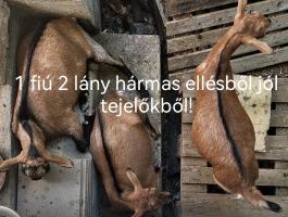 4-5-hónapos kecskék eladók 3mas iker ellésből és 2-es ellésből valók